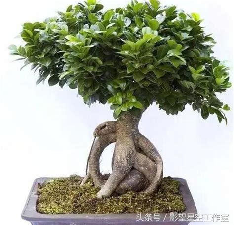 人參榕樹|【人參榕】養人蔘榕必學5招：葉茂根奇，打造盆景絕品